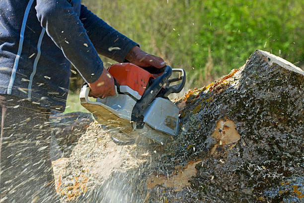 Best Large Tree Removal  in Colfax, WA